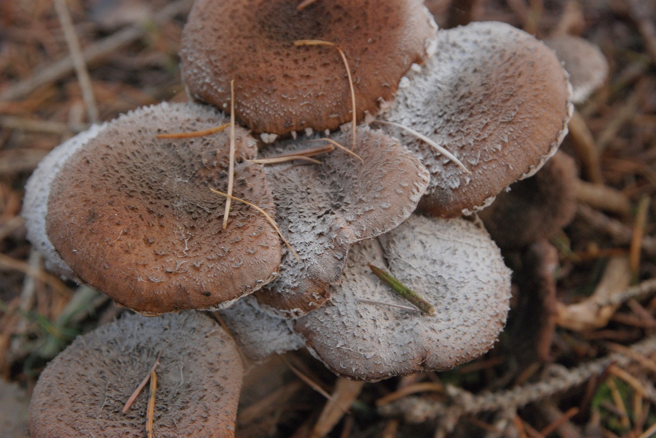 Grybai, Ruduo, Ruda, Agaric, Nemokamos Nuotraukos,  Nemokama Licenzija