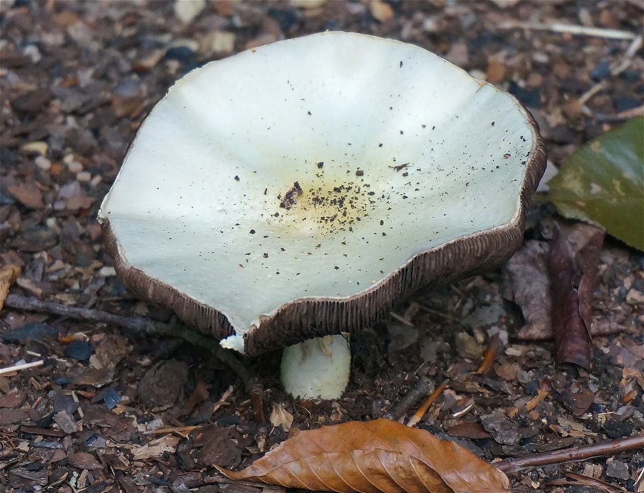 Grybai, Agaricus, Grybai, Tennessee, Augalas, Gamta, Vasara, Balta, Ruda, Natūralus