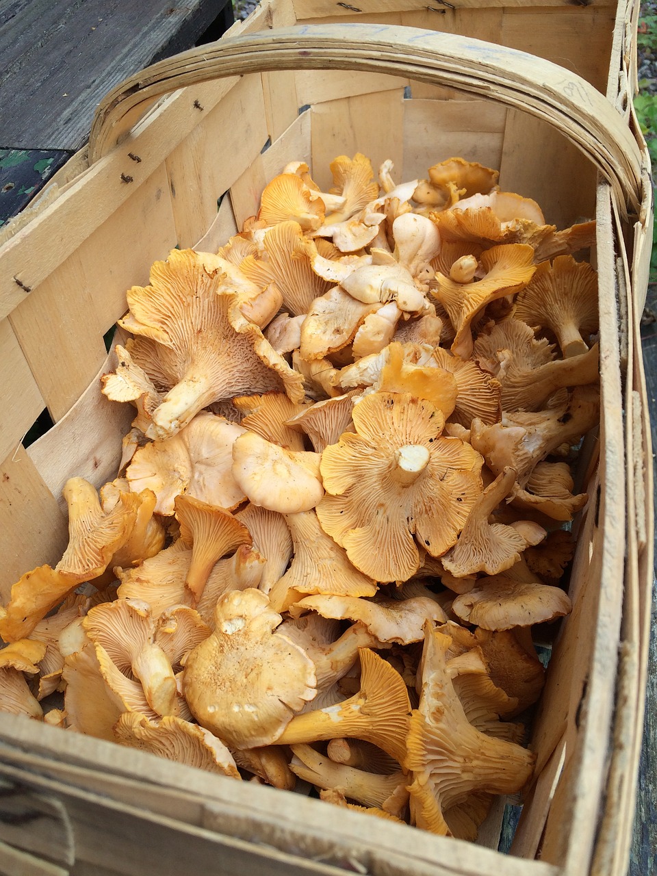 Grybai, Chanterelle, Kempine Krepšelis, Nemokamos Nuotraukos,  Nemokama Licenzija