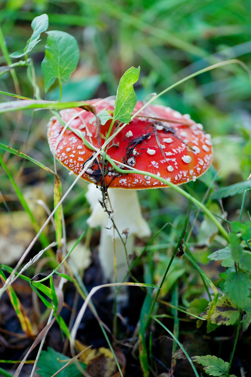 Grybai, Amanita, Miškas, Žolė, Gamta, Lapai, Nuodingi Grybai, Vasara, Raudona, Kumpis