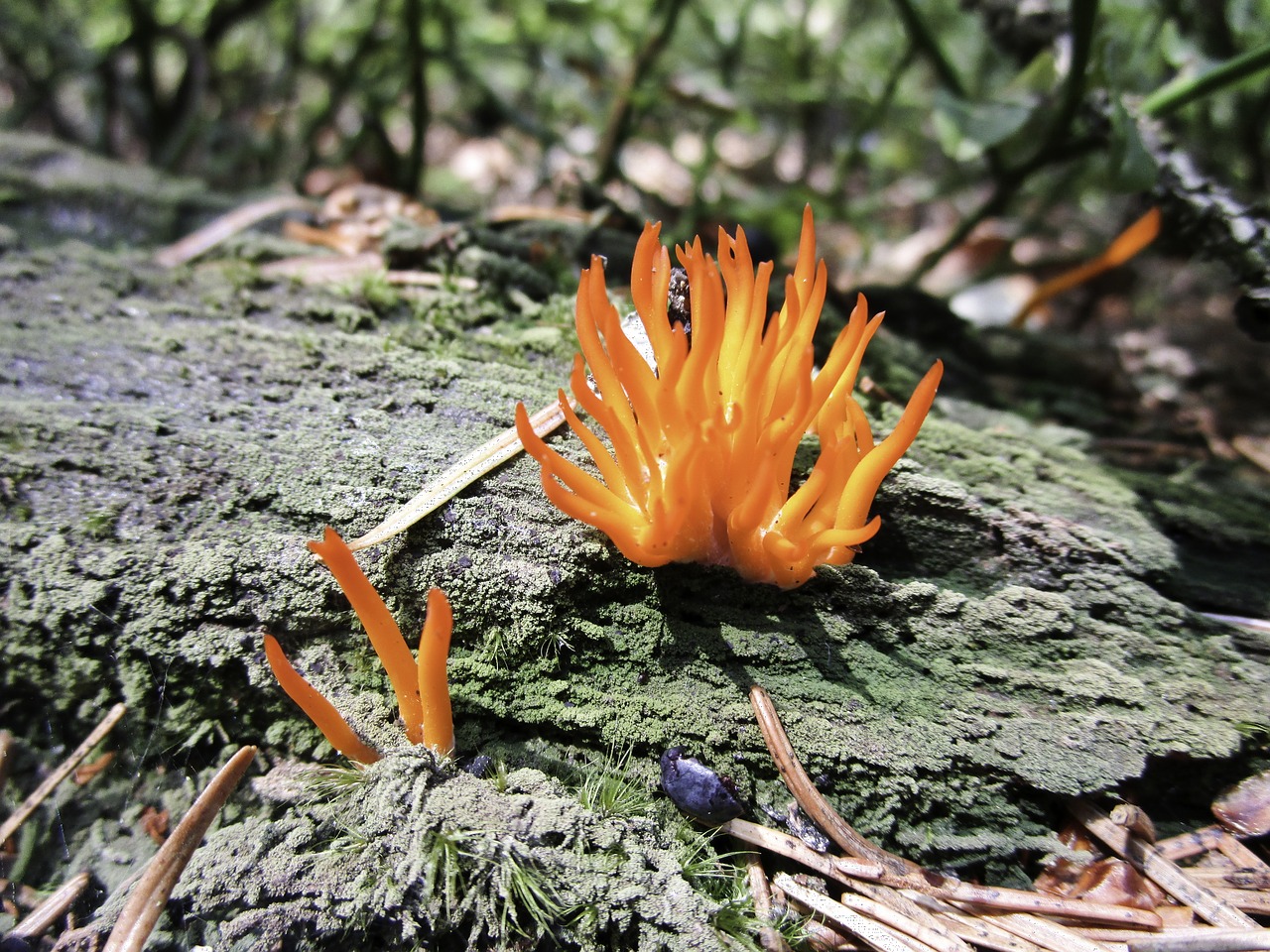 Grybai, Miškas, Gamta, Ruduo, Drėgnas, Grybų Rinkimas, Calocera Viscosa, Zwergerlfeuer, Nemokamos Nuotraukos,  Nemokama Licenzija