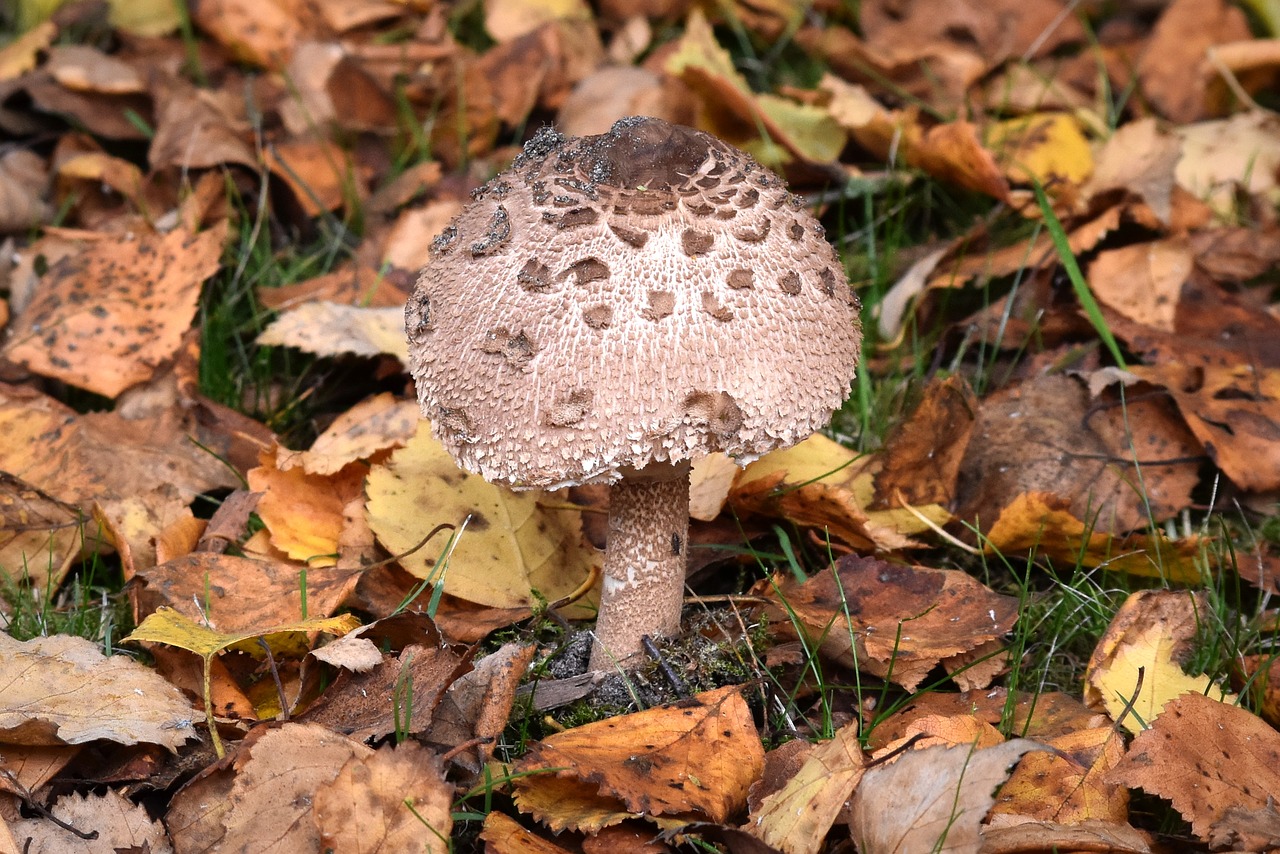 Grybai, Agaric, Gamta, Ruduo, Grybai, Nemokamos Nuotraukos,  Nemokama Licenzija