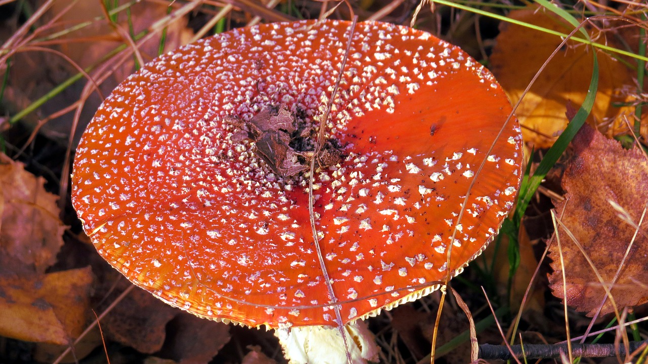 Grybai, Amanita, Raudona, Miškas, Pomidoras, Lapija, Spalvos, Ruduo, Iš Arti, Makro