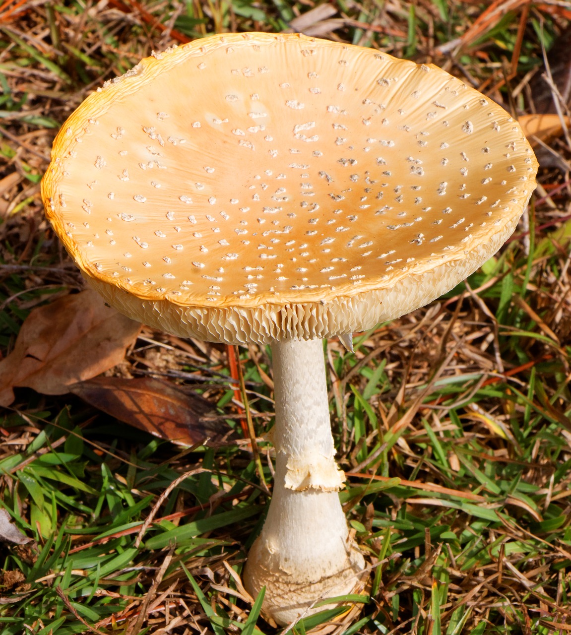 Grybai, Amanita Muscaria, Flavivolvatas, Skristi Agaro, Kumpis, Dangtelis, Grybelis, Gamta, Grybai, Nuodai