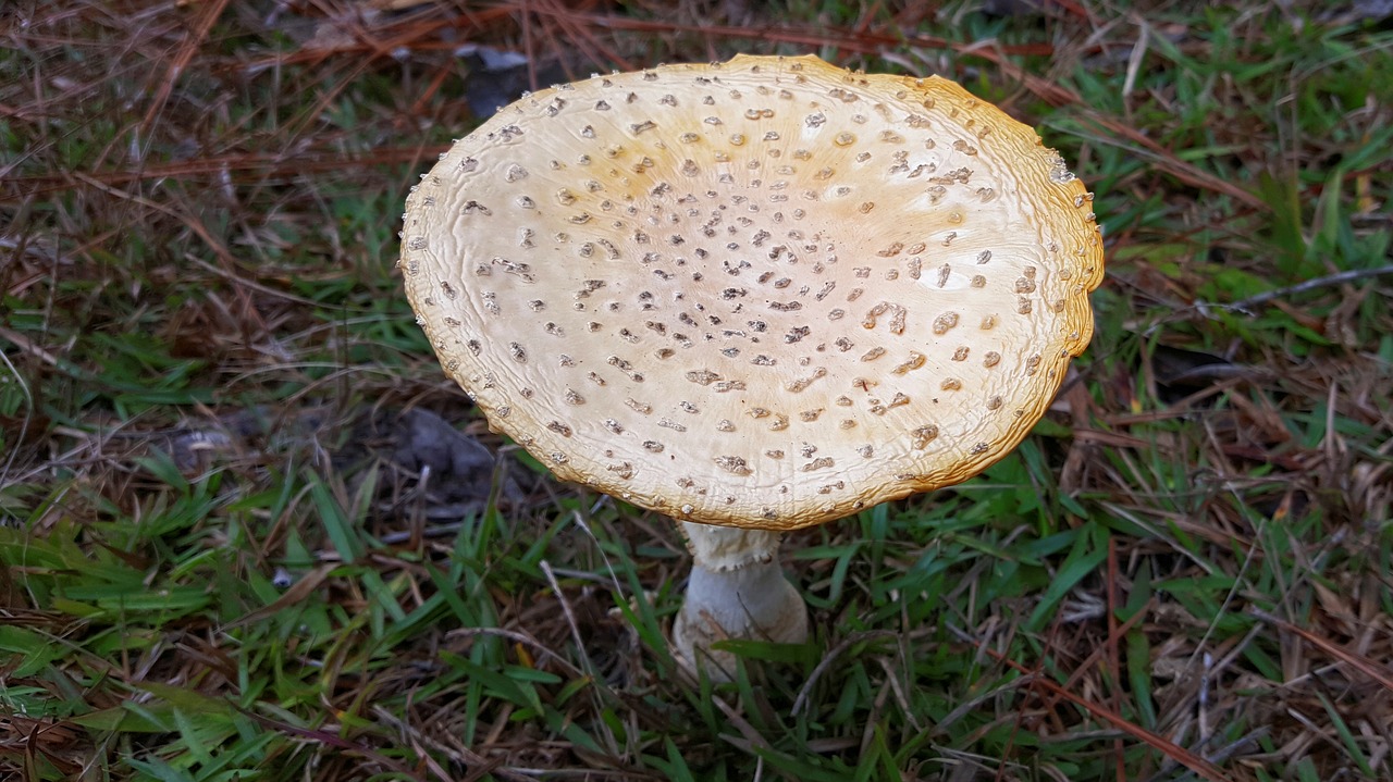 Grybai, Amanita Muscaria, Flavivolvatas, Skristi Agaro, Kumpis, Dangtelis, Grybelis, Gamta, Grybai, Nuodai