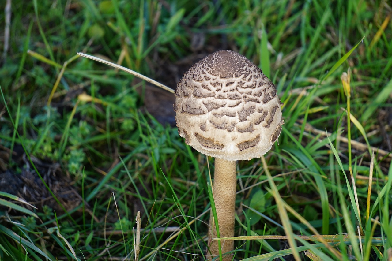 Grybai, Ruduo, Pieva, Gamta, Kraštovaizdis, Nemokamos Nuotraukos,  Nemokama Licenzija