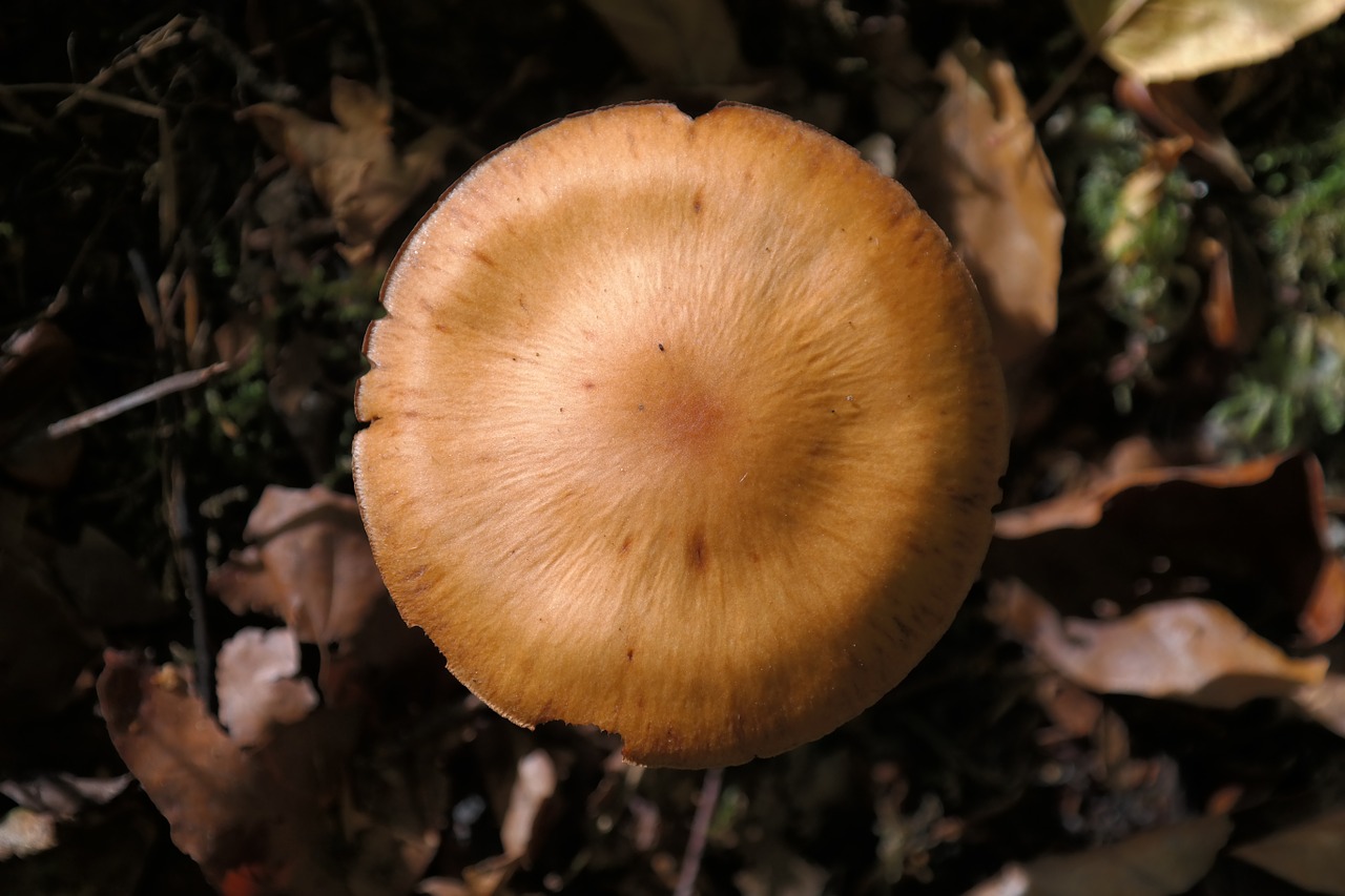 Grybai, Miškas, Aštrių Gebuckelter Iš Galvos, Cortinarius Rubellus, C Speciosissimus, Oranžinis Špicas Bumpy Schleierling, Toksiškas, Agaric, Schleierling, Neapdorotas Galva