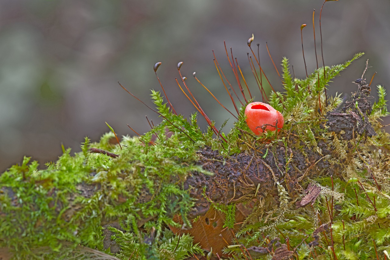 Grybai, Laimės Puodelis, Samanos, Kempinė, Mini Grybai, Mažas Grybas, Raudonoji Dubenėlė, Sarcoscypha Kokcinea, Vermilion Kelchbecherling, Vermilion Puikus Puodynų Moliūgas