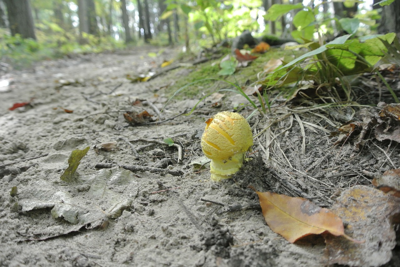 Grybai, Gamta, Miškas, Kanada, Funghi, Žygiai, Lapai, Smėlio, Kelias, Nemokamos Nuotraukos