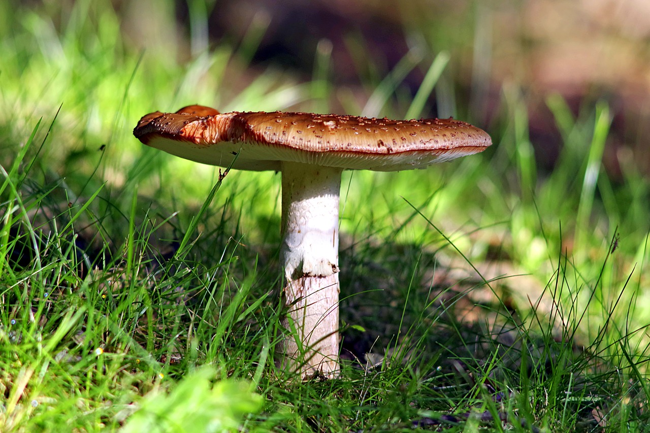 Grybai, Amanita, Miškas, Pomidoras, Lapija, Žolė, Skrybėlę, Raudona, Plokštelės, Nemokamos Nuotraukos