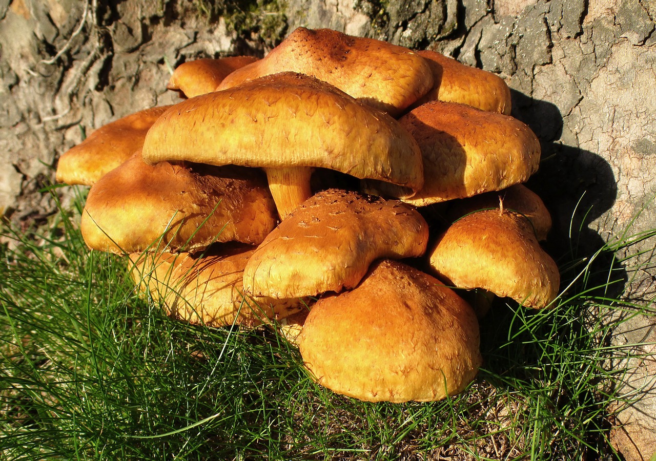 Grybai, Armillaria Gallica, Diskinis Grybas, Medžio Grybas, Grupė, Grupavimas, Kaupimas, Žvynuotas, Büschelig, Miško Grybai