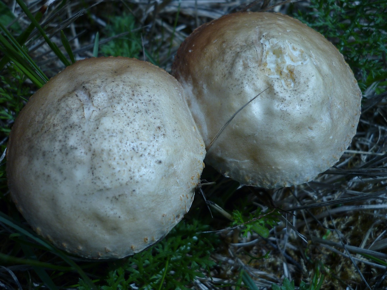 Grybai, Agaric, Balta, Galvos, Juodai Rudi Lapai, Pagal Skrybėlę, Dažnai Supainioti, Su Grybais, Aštrus, Kvapas