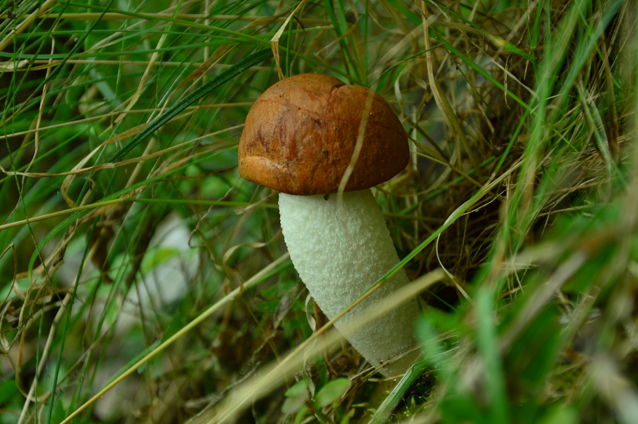 Grybai, Leccinum Scabrum, Raudona, Nemokamos Nuotraukos,  Nemokama Licenzija