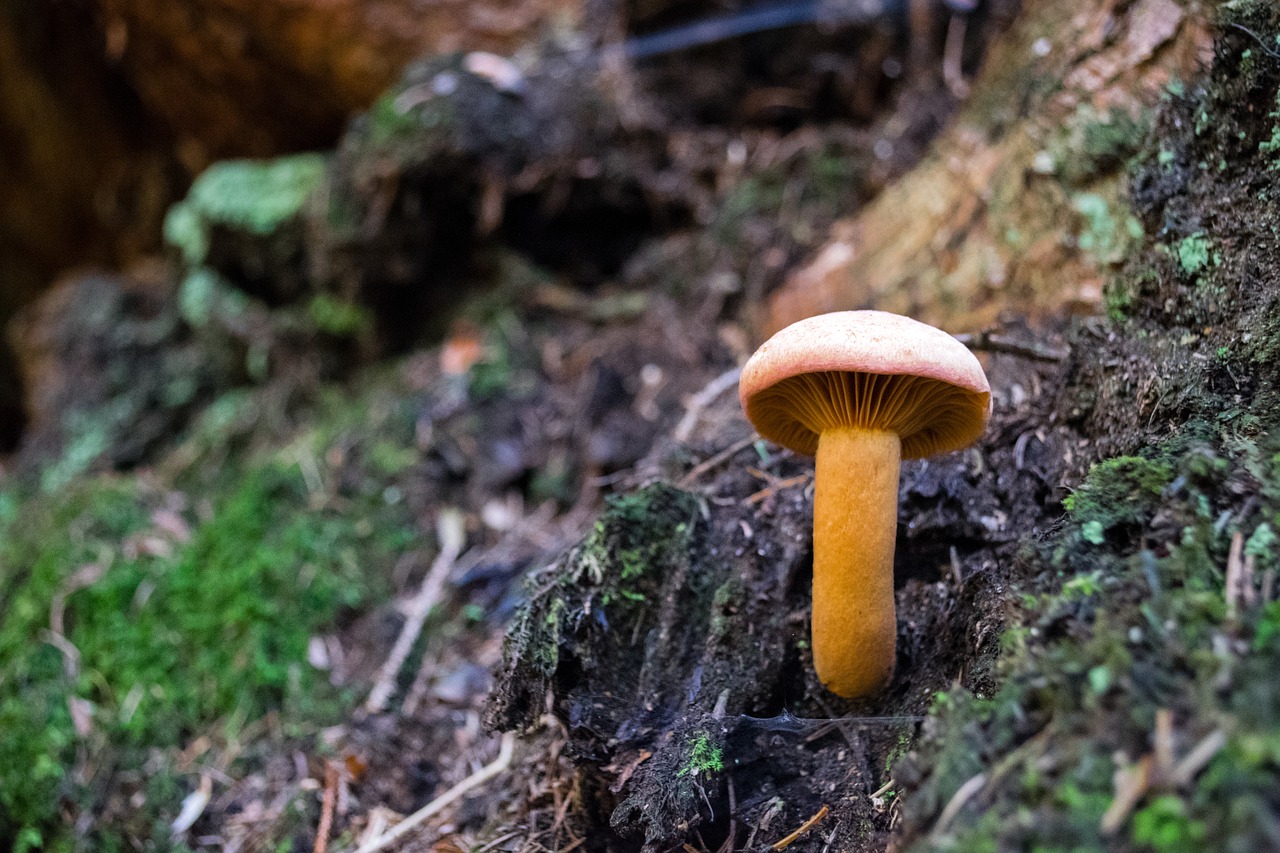 Grybai, Oranžinė, Klaidinga Lytininkė, Miškas, Ruduo, Miško Grybai, Nuotaika, Miško Paklotė, Samanos, Nemokamos Nuotraukos