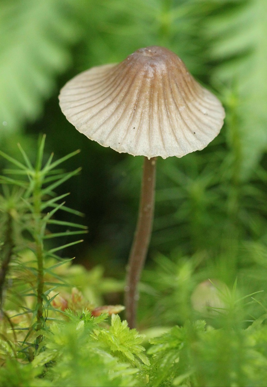 Grybai, Grybai, Gamta, Miškas, Ruduo, Samanos, Šviesiai Ruda, Pilka, Miško Paklotė, Skrybėlę