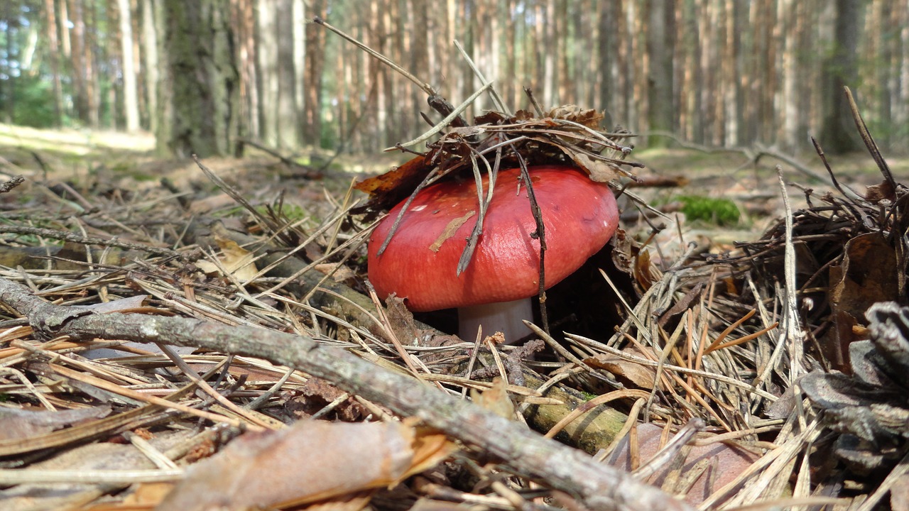 Grybai, Miškas, Nuodingi Grybai, Nemokamos Nuotraukos,  Nemokama Licenzija