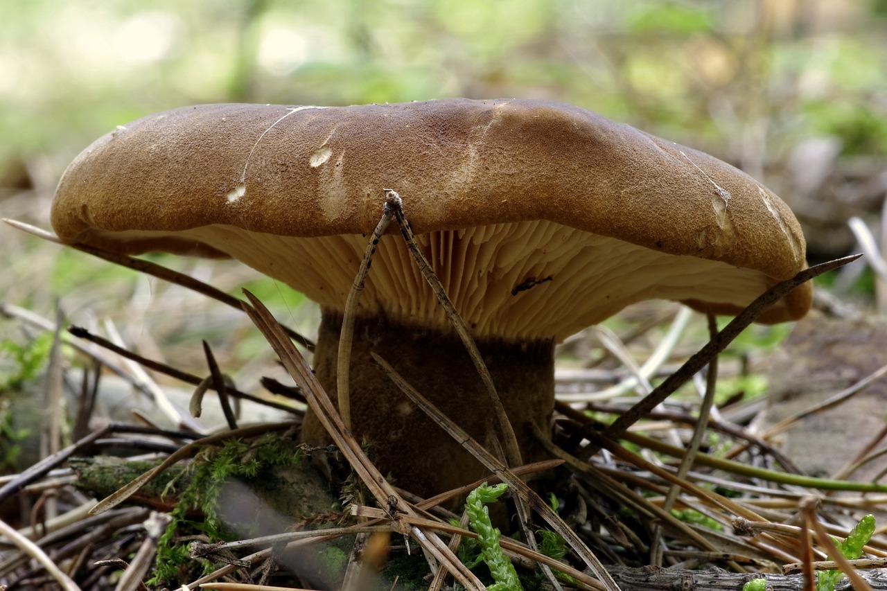 Grybai, Plokštelės, Ruda, Makro, Skrybėlę, Pomidoras, Miškas, Lapija, Žolė, Adatos