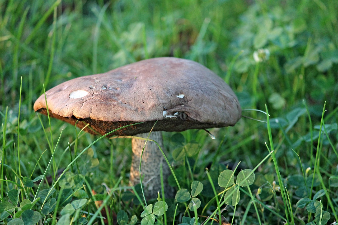 Grybai, Akis, Skrybėlę, Vamzdis Grybų, Pieva, Odinis, Juokinga, Gamta, Žalias, Senas