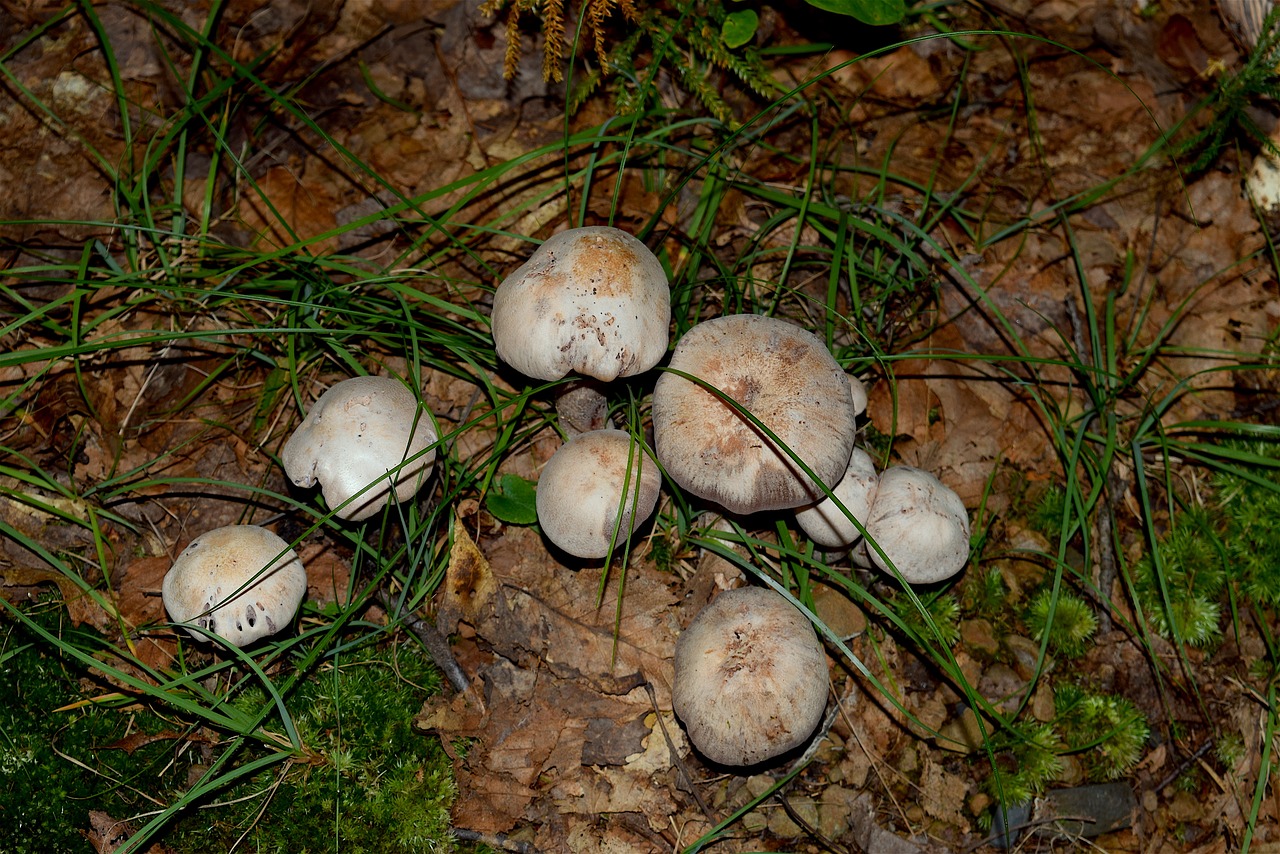 Grybai, Žolė, Saulės Šviesa, Gamta, Miškas, Natūralus, Grybelis, Augalas, Grybai, Laukiniai