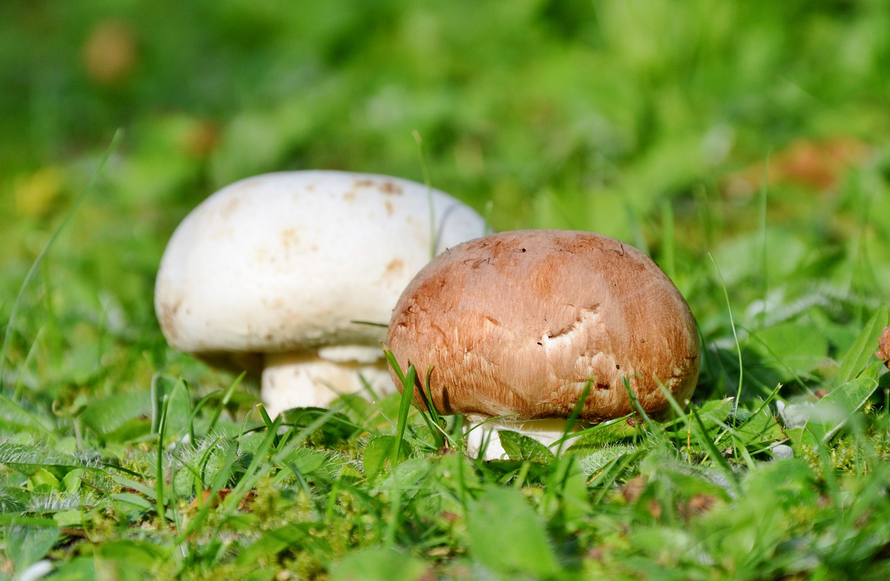 Grybai, Egerling, Diskinis Grybas, Miškas, Ekrano Grybelis, Miško Paklotė, Grybų Rinkimas, Gamta, Nemokamos Nuotraukos,  Nemokama Licenzija