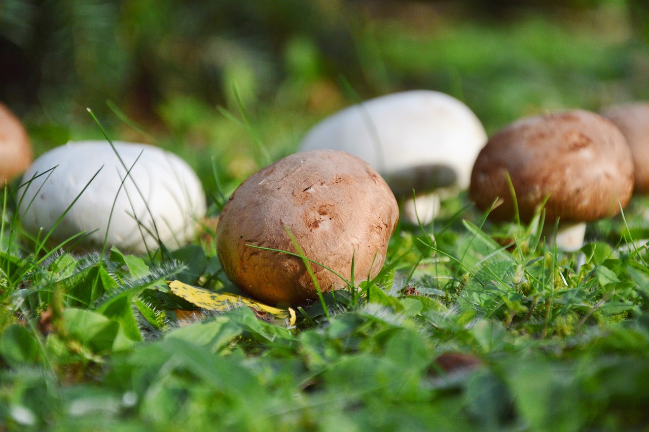 Grybai, Egerling, Diskinis Grybas, Miškas, Ekrano Grybelis, Miško Paklotė, Grybų Rinkimas, Gamta, Nemokamos Nuotraukos,  Nemokama Licenzija