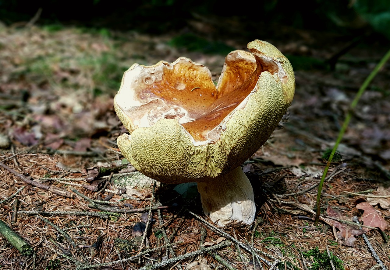 Grybai, Cep, Miškas, Miško Paklotė, Amžiaus Grybelis, Gamta, Augalas, Valgomieji, Rac, Delikatesas