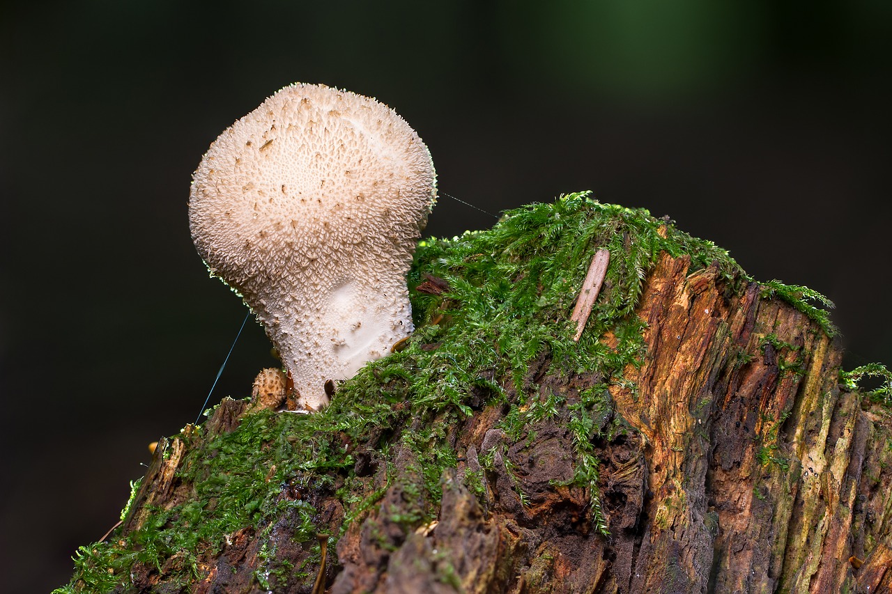 Grybai, Umbrinum, Butelio Umbrinum, Bovist, Grybų Dulkės, Ruduo, Miško Grybai, Butelis Bovist, Herbstimpressija, Valgomieji