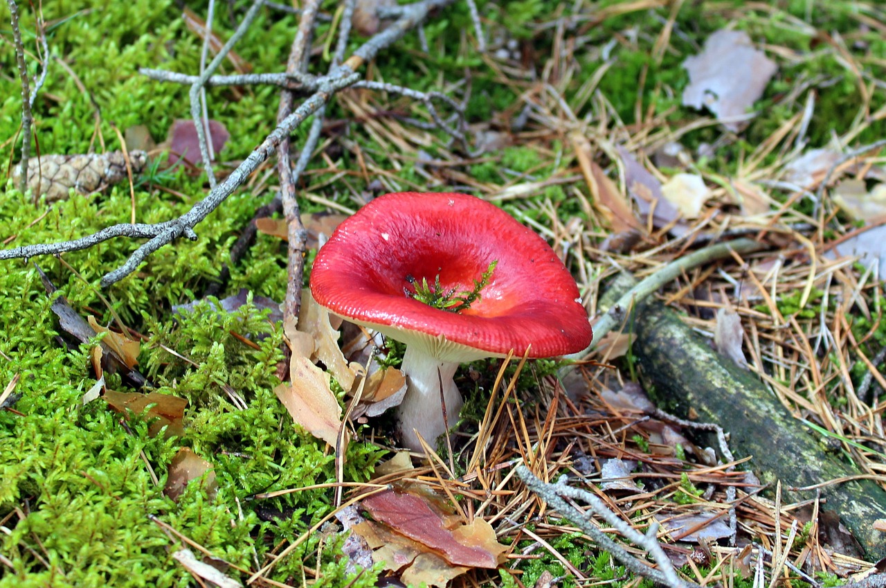 Grybai, Miškas, Amanita, Grybai, Gamta, Ruduo, Raudona, Nuodingi Grybai, Nuodingi Grybai, Augmenija