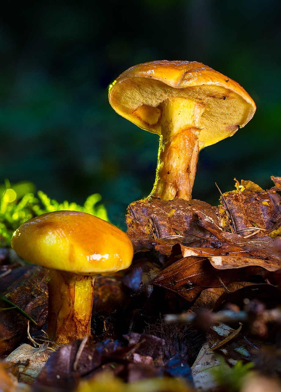 Grybai, Suillus Grevillei, Geltona, Auksinis Lärchenröhrling, Valgomieji, Nemokamos Nuotraukos,  Nemokama Licenzija