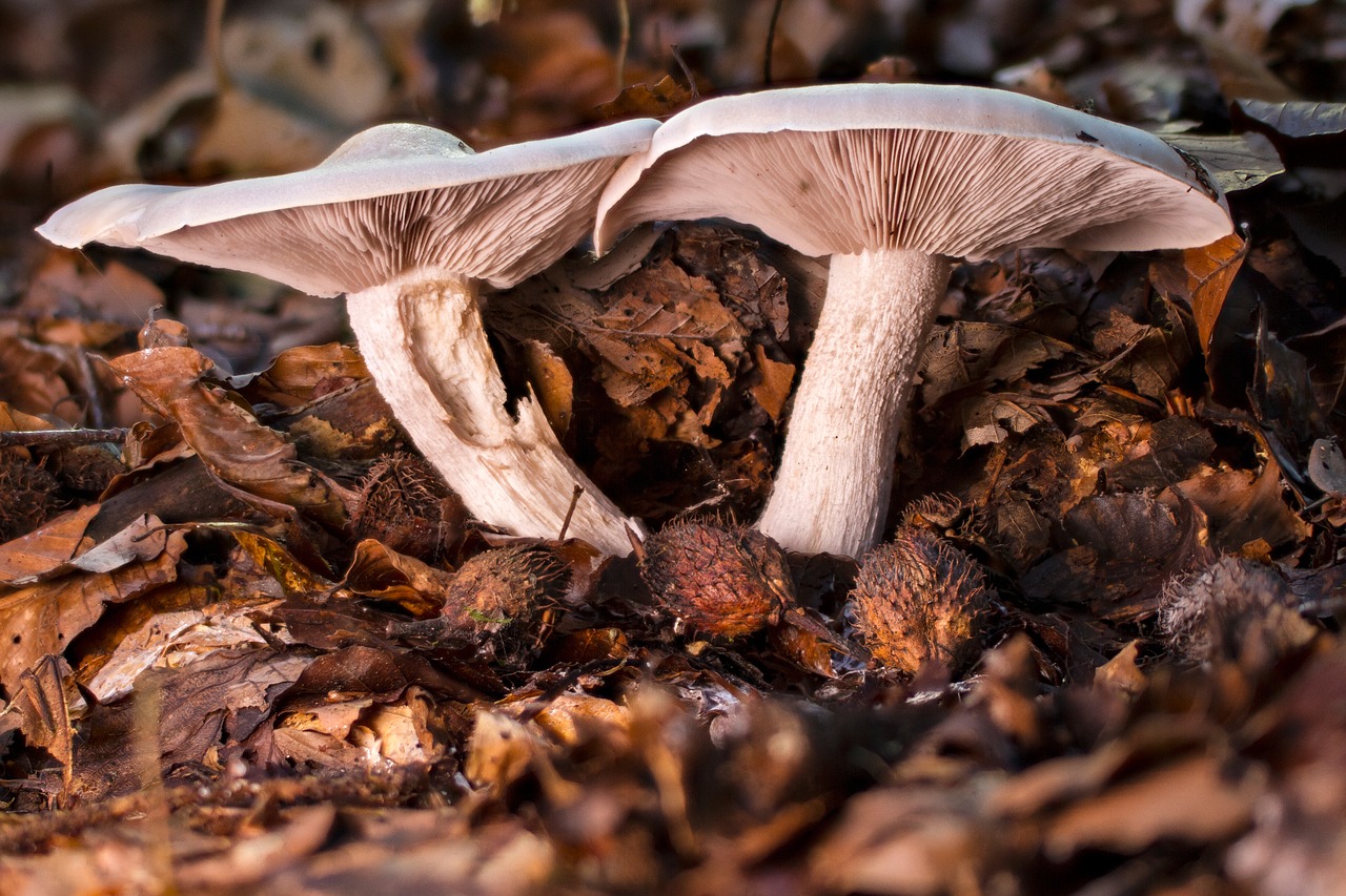 Поздние грибы Лесные