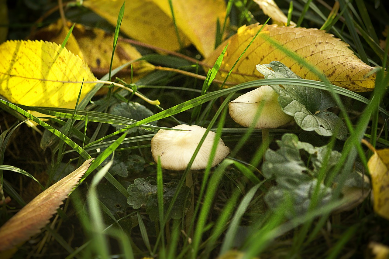 Grybai, Ruduo, Gamta, Pieva, Uždaryti, Lapai, Žolė, Rudens Pradžia, Rudens Nuotaika, Herbstimpressija