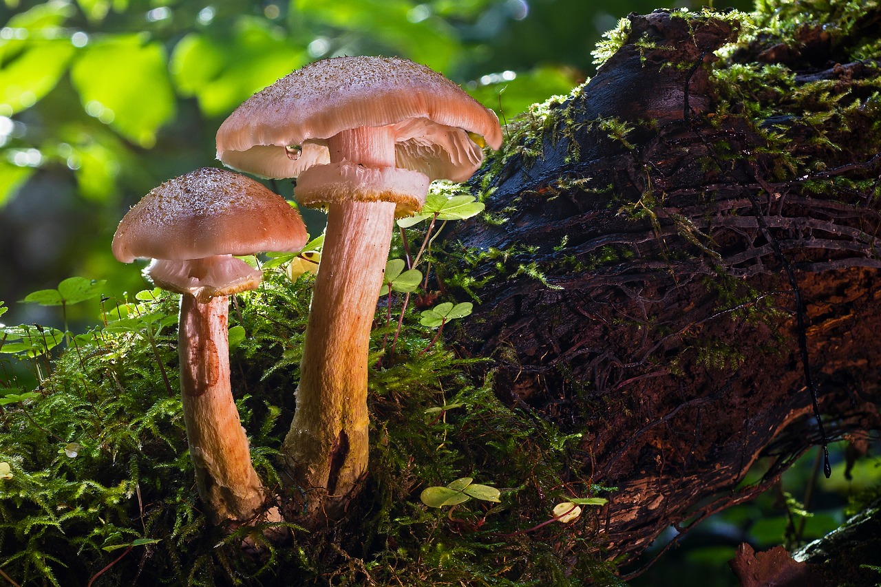 Grybai, Miško Grybai, Agaric, Lamellar, Grybų Rinkimas, Ruduo, Miškas, Nemokamos Nuotraukos,  Nemokama Licenzija