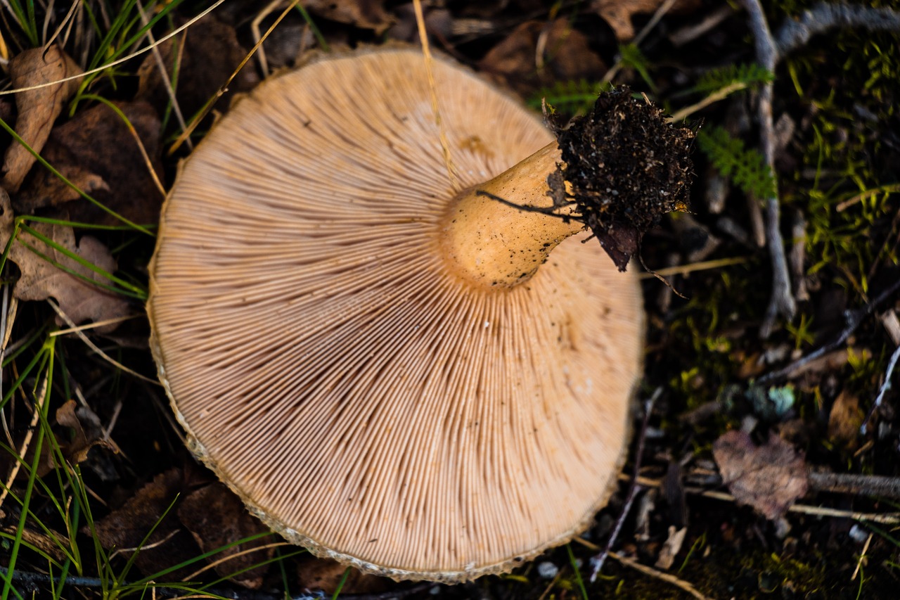 Grybai, Ruduo, Miškas, Gamta, Grybai, Nuodingi Grybai, Žolė, Toksiškas, Pakratai, Samanos