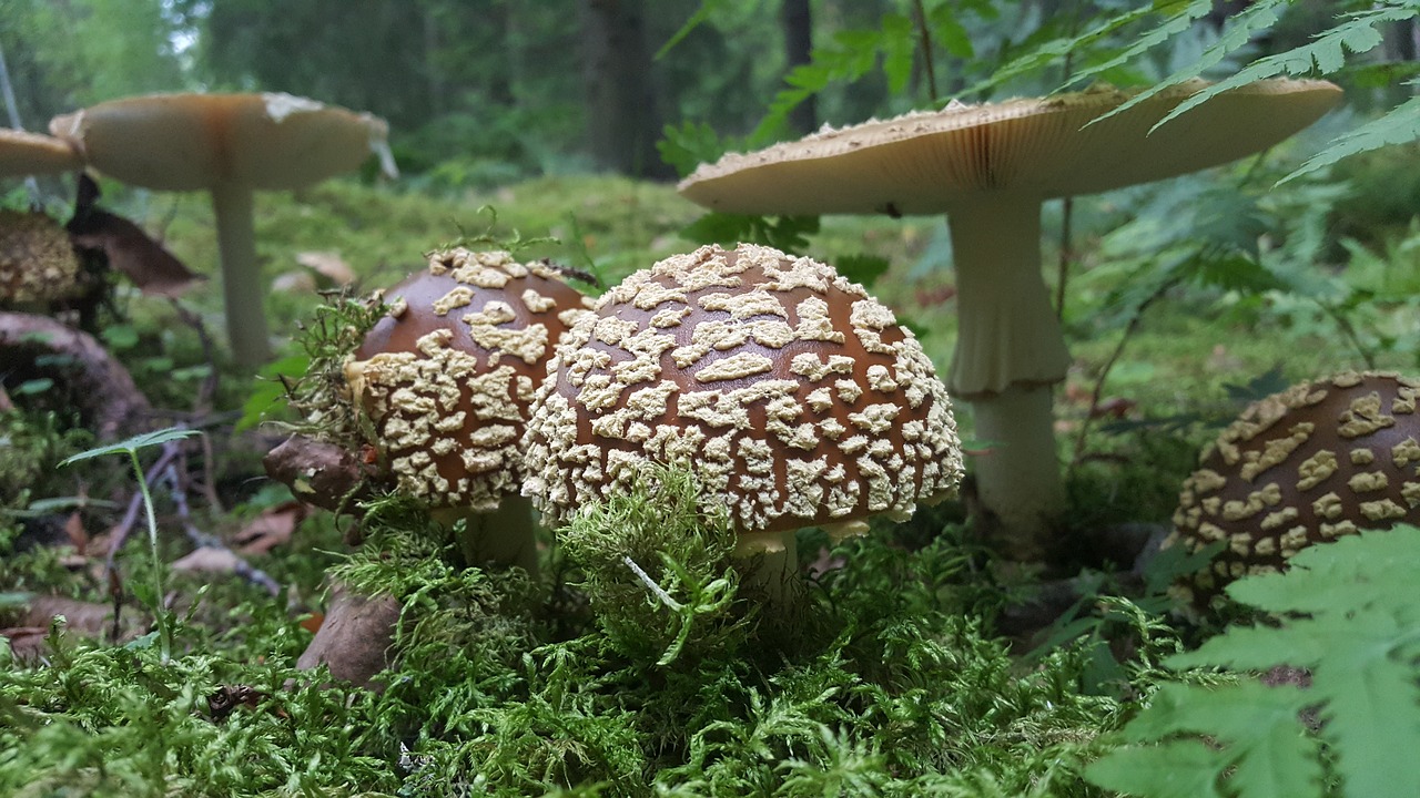 Grybai, Geltonas Skrandis Agaras, Boletus, Rudas Skystas Agaras, Nemokamos Nuotraukos,  Nemokama Licenzija