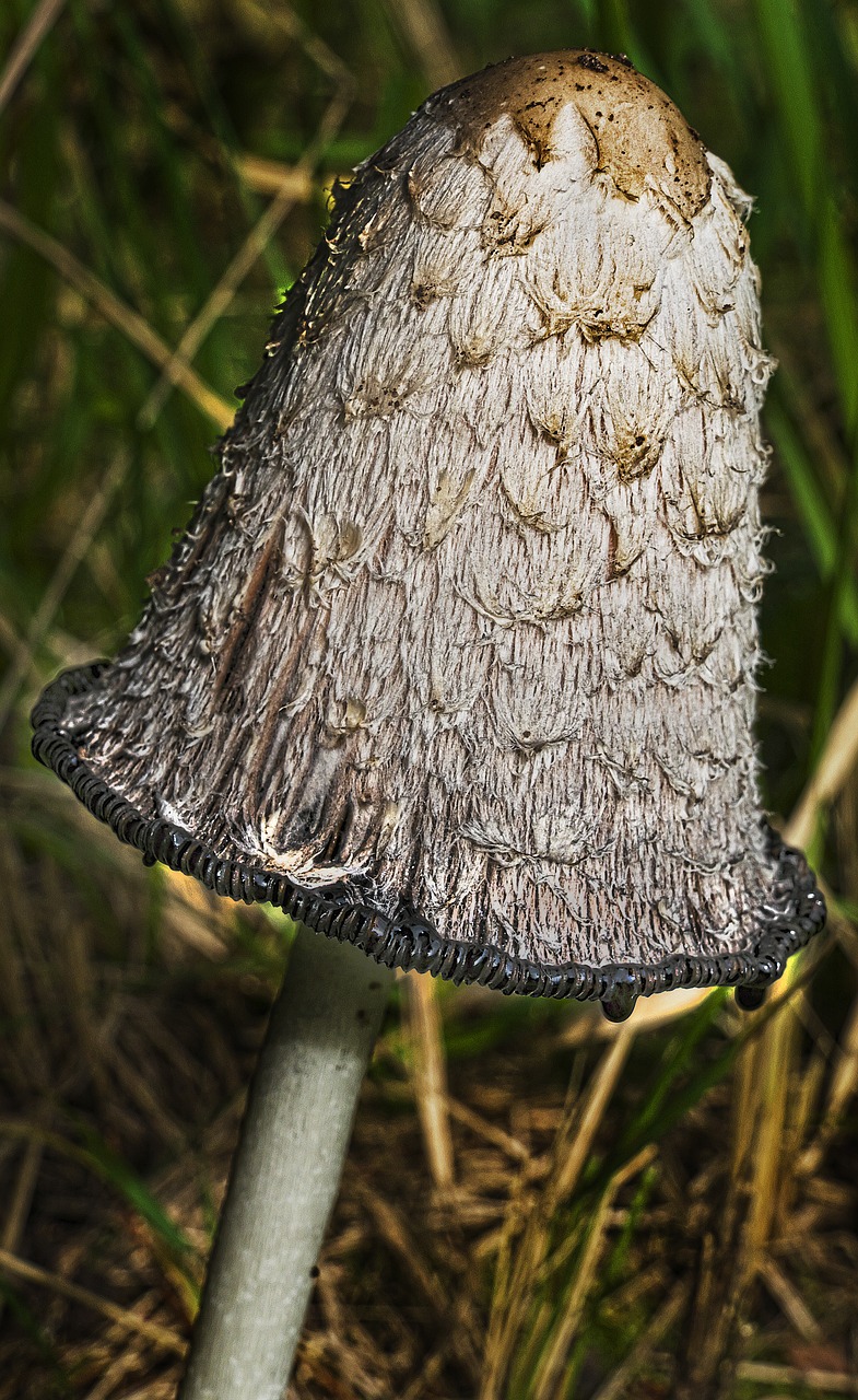 Grybai, Schopf Comatus, Šparagų Grybai, Porcelianas Comatus, Tintenpilz, Tintenschopfling, Coprinus Comatus, Valgomieji, Susiję Su Grybais, Ruduo