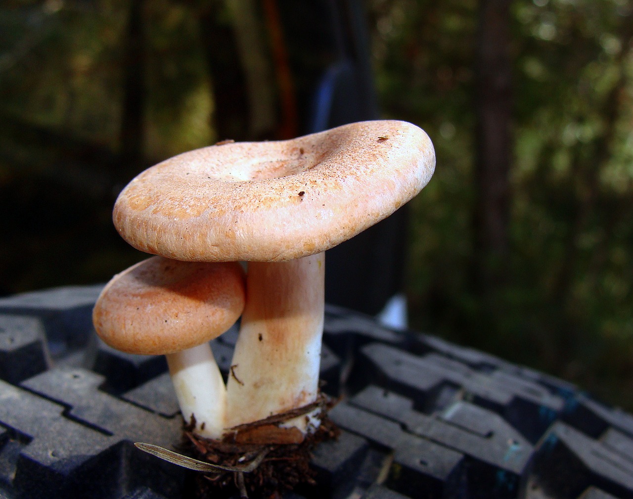 Grybai, Boletus, Ruduo, Grybai, Augti, Spalio Mėn, Gamta, Laukiniai, Mikologija, Maistas