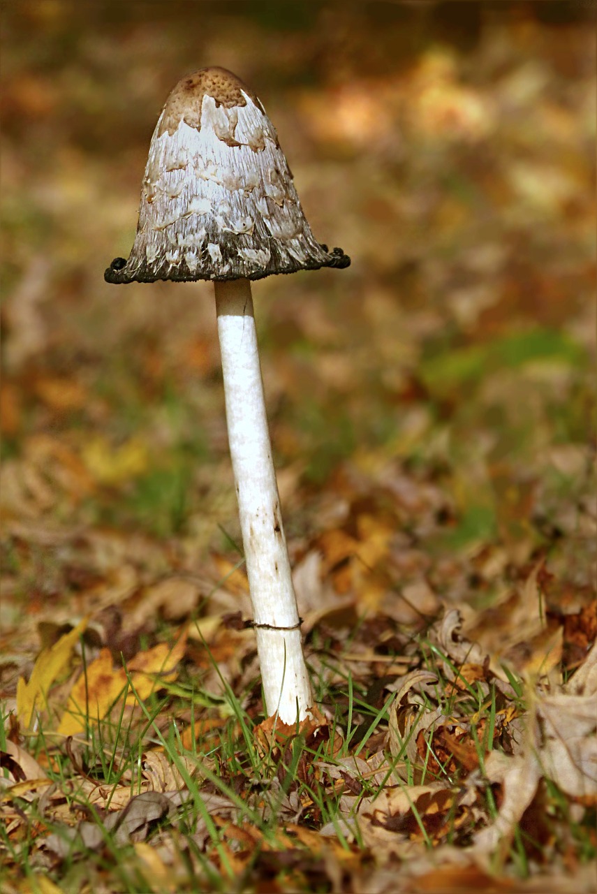 Grybai, Schopf Comatus, Coprinus Comatus, Valgomieji, Balta, Juodoji Siena, Ruduo, Gamta, Nemokamos Nuotraukos,  Nemokama Licenzija