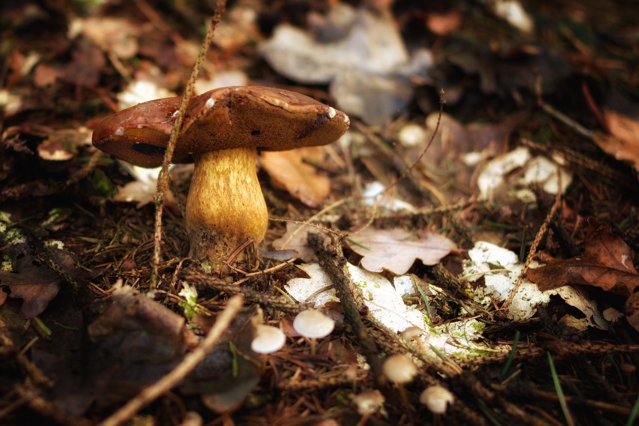 Grybai, Miškas, Ruduo, Gamta, Grybų Rinkimas, Rudens Pradžia, Rudens Spalvos, Rudens Saulė, Lapai, Rudens Miškas