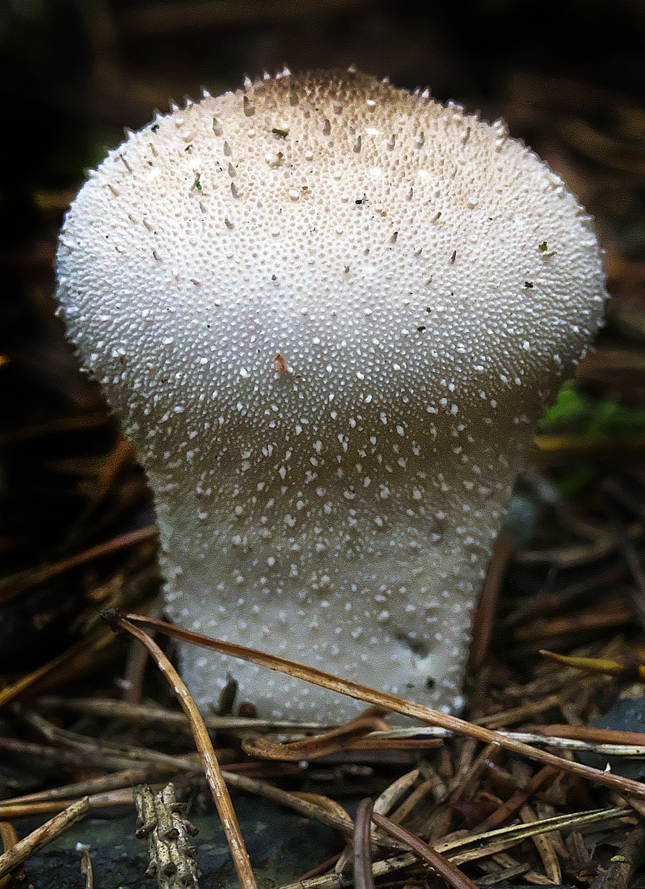 Grybai, Butelio Umbrinum, Butelis Bovist, Miško Paklotė, Lycoperdon Perlatum, Lycoperdon, Paskatinti, Miškas, Saulėtas, Umbrinum