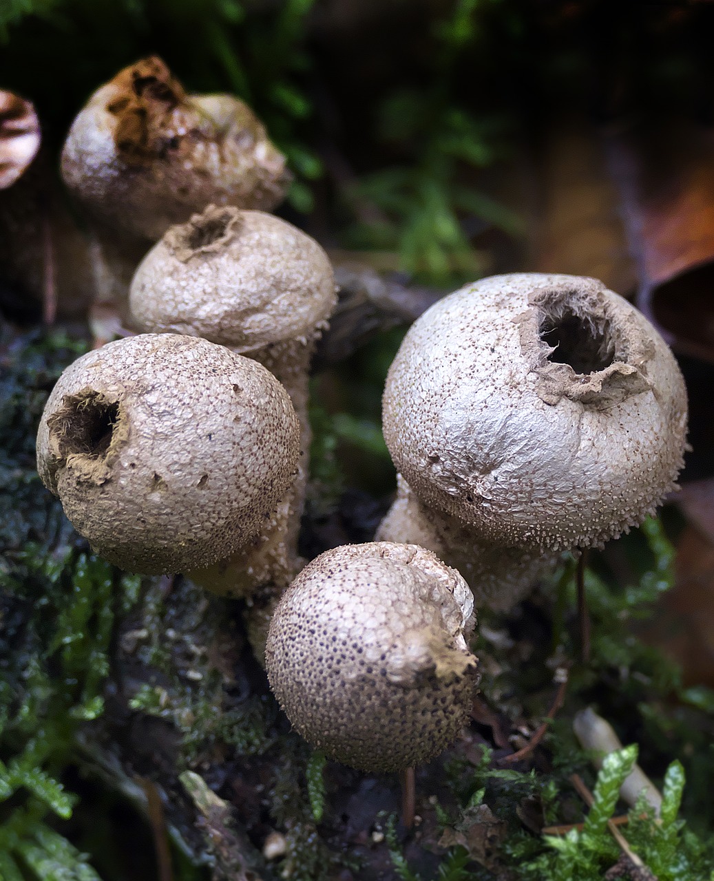 Grybai, Grybų Grupė, Buteliai Russulas, Prinokę, Subrendęs, Grupė, Miško Paklotė, Lycoperdon Perlatum, Butelis Bovist, Lycoperdon