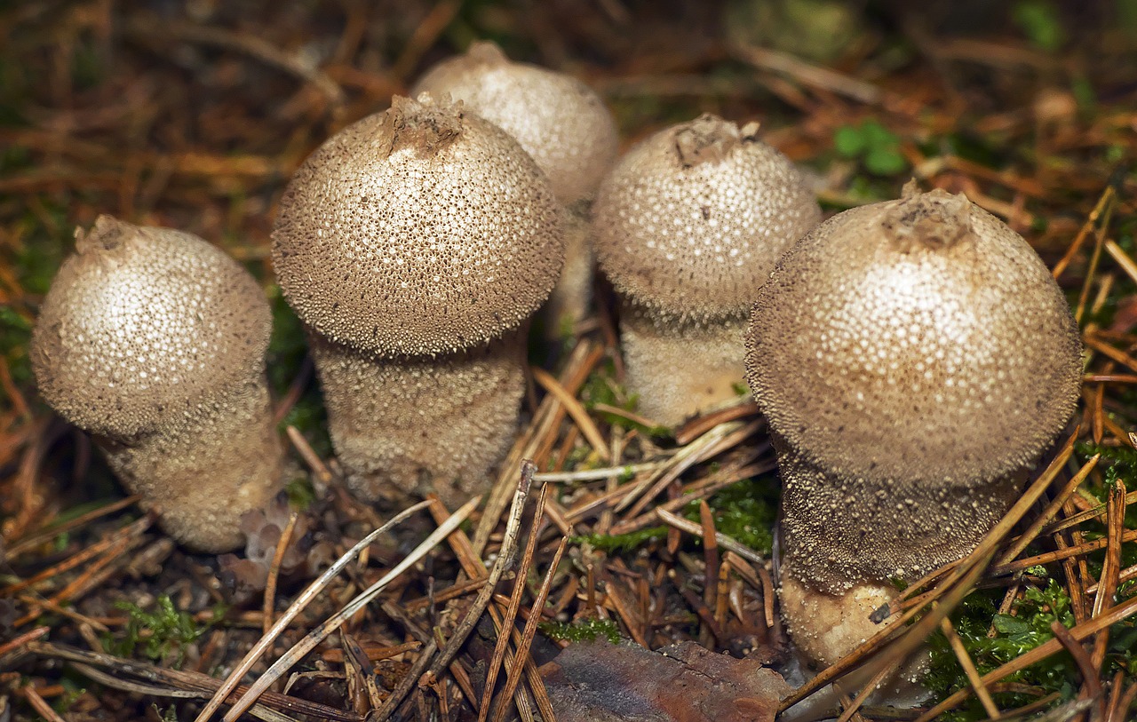 Grybai, Grybų Grupė, Buteliai Russulas, Prinokę, Subrendęs, Grupė, Miško Paklotė, Lycoperdon Perlatum, Butelis Bovist, Lycoperdon