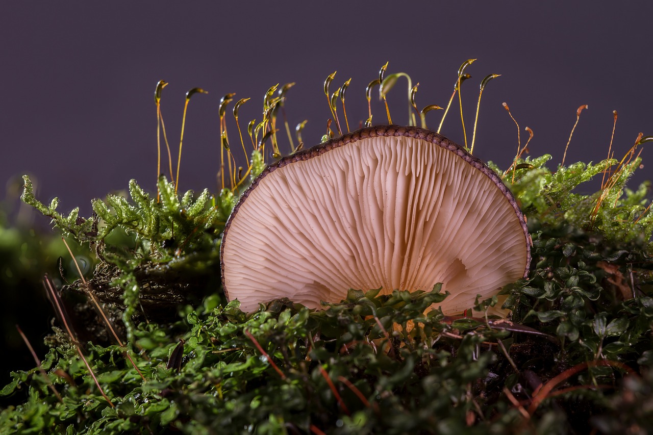 Grybai, Agaric, Miško Grybai, Austrių Grybai, Lamellar, Grybelinės Rūšys, Diskinis Grybas, Rudeniniai Grybai, Nemokamos Nuotraukos,  Nemokama Licenzija