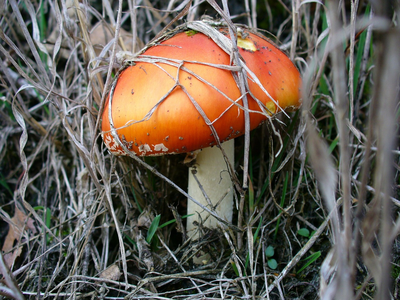 Grybai, Gamta, Miškas, Lapai, Ruduo, Samanos, Skristi Agaro, Toksiškas, Raudona, Raudonasis Agaro Grybas