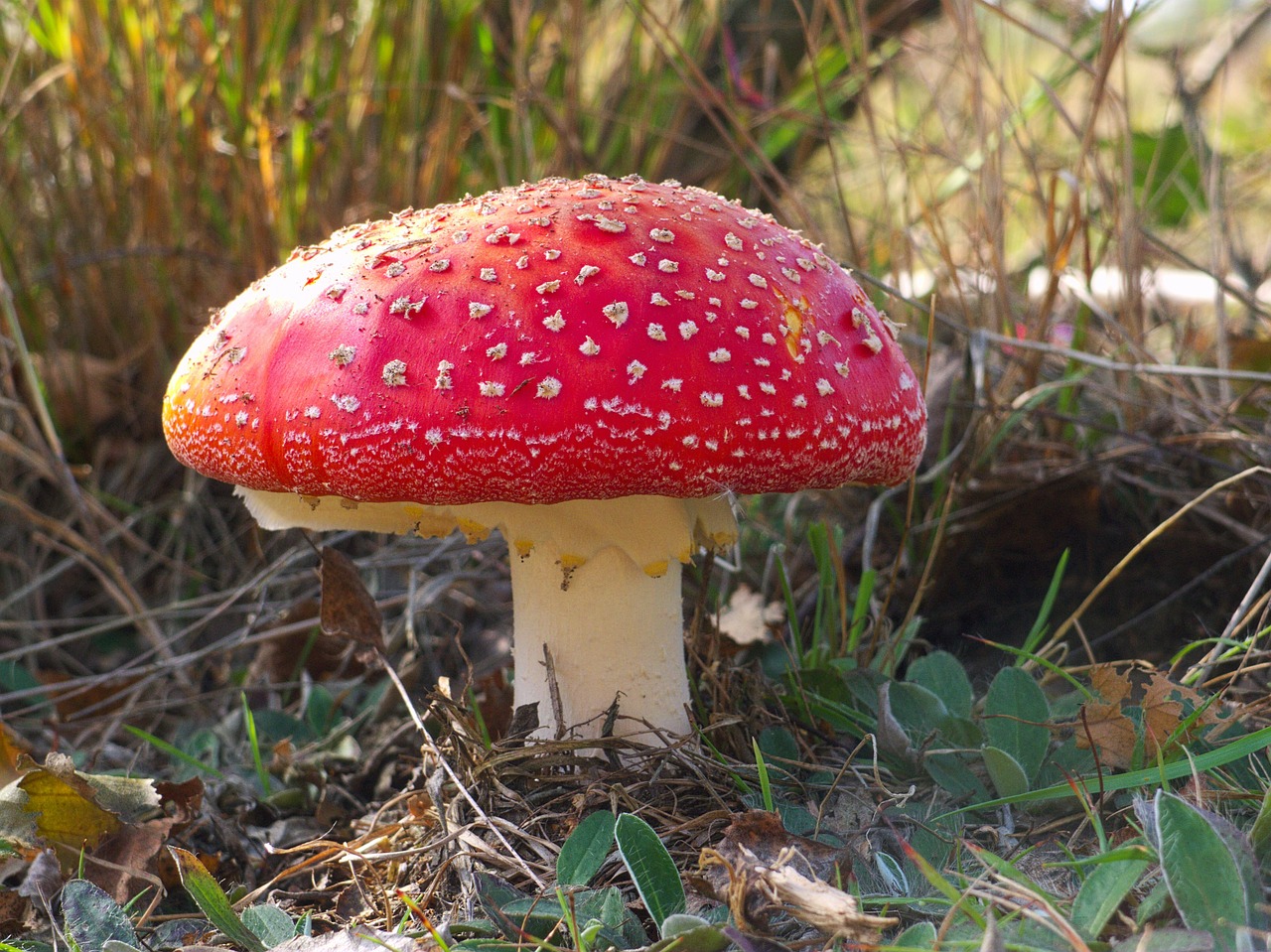 Grybai, Amanita, Miškas, Ruduo, Pavojus, Raudona, Skrenda Agaro Raudonai, Toksiškas, Laukiniai, Mirtis