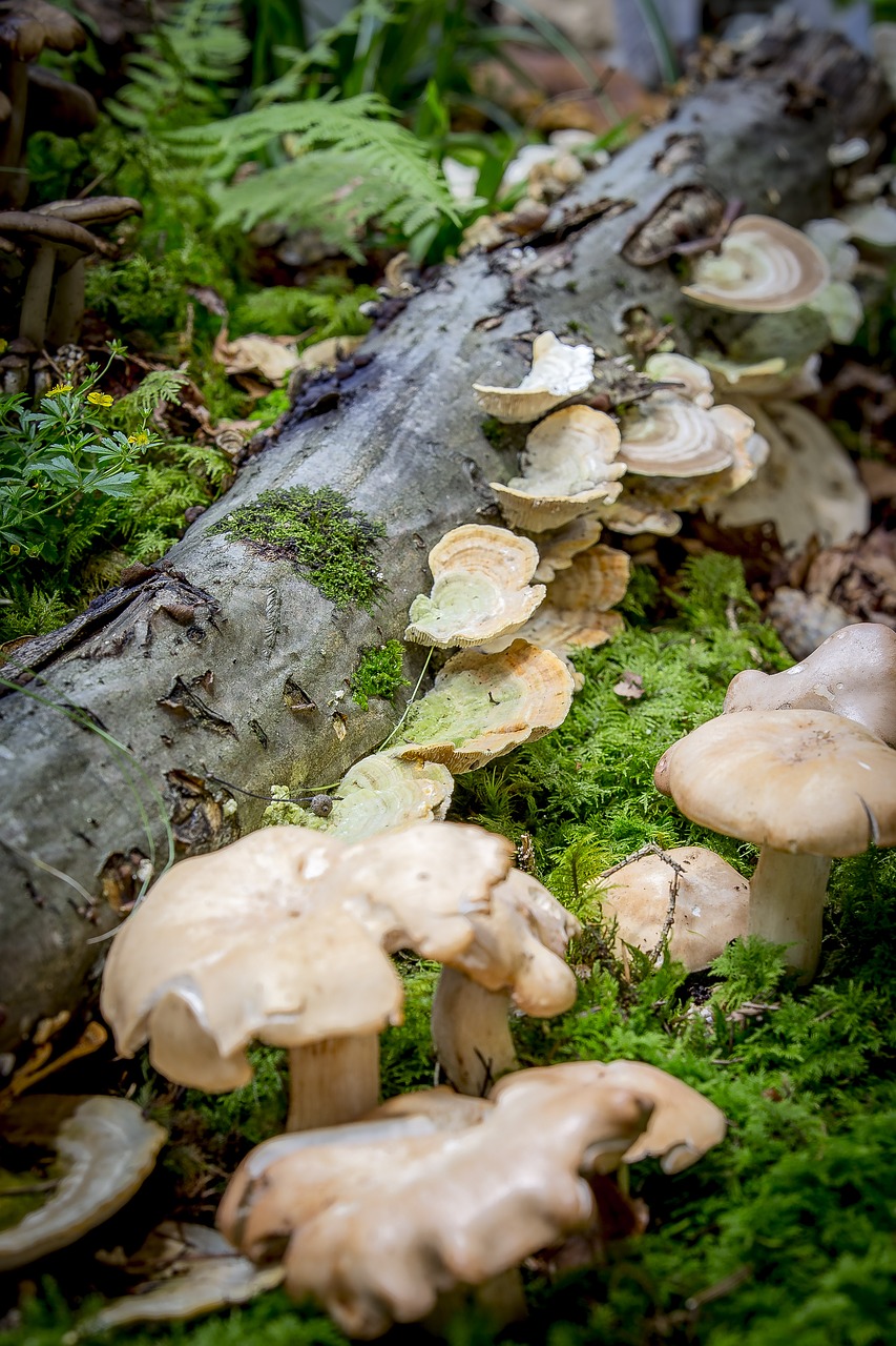 Grybų,  Samanos,  Ruduo,  Ochra Turkija Uodega,  Milchling,  Agaric, Nemokamos Nuotraukos,  Nemokama Licenzija