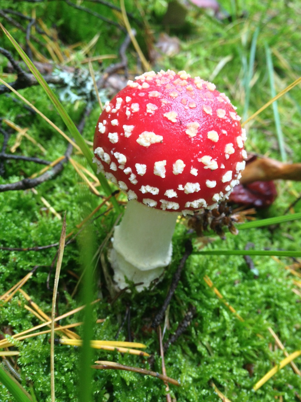 Grybai, Amanita Muscaria, Raudona, Nuodai, Pavojus, Toksiškas, Nemokamos Nuotraukos,  Nemokama Licenzija