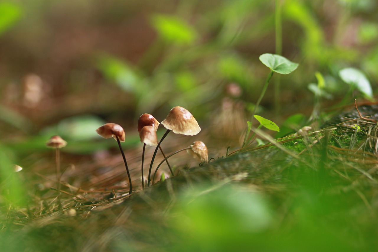 Grybų,  Pobūdį,  Miškas,  Hill,  Augalai,  Kalnų,  Rudas, Nemokamos Nuotraukos,  Nemokama Licenzija