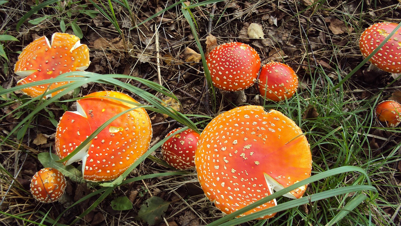 Grybų,  Pobūdį,  Natūralus,  Maisto,  Valgomieji,  Ingrediento,  Miškas,  Augalų,  Laukinių,  Žalias