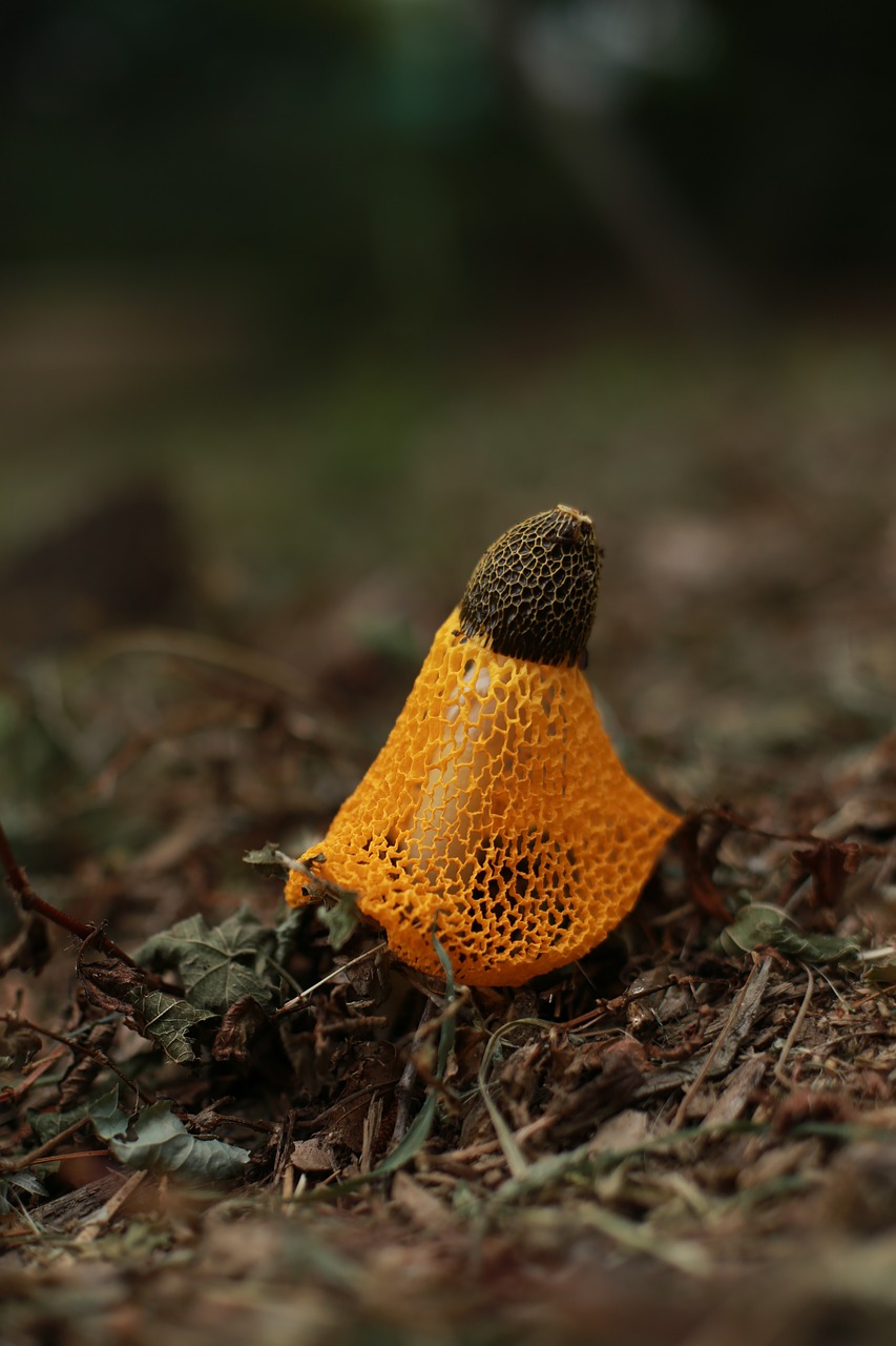 Grybų,  Pobūdį,  Geltona,  Augalai,  Hill,  Grybai,  Miškas,  Daržovių,  Nuodingi Grybai, Nemokamos Nuotraukos