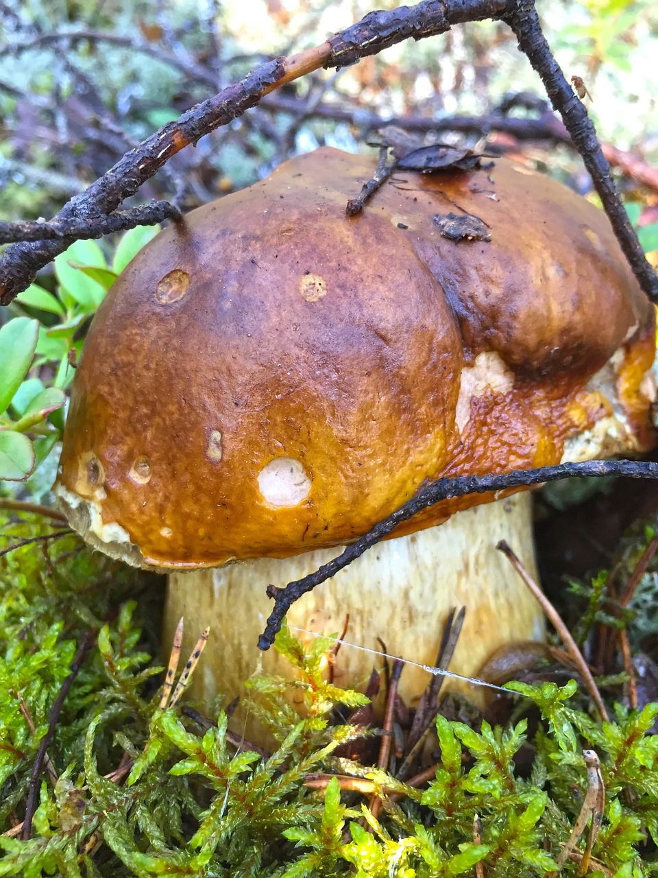 Grybų,  Miškas,  Miškai,  Pobūdį,  Grybai,  Samanos,  Ruduo,  Sezonas,  Baltų Grybų, Nemokamos Nuotraukos